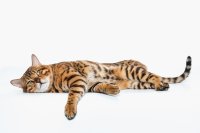 Een korte gids voor de zieke kat