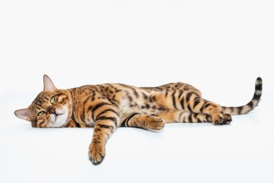 Een korte gids voor de zieke kat